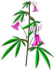 Sac de Fleurs de Chanvre