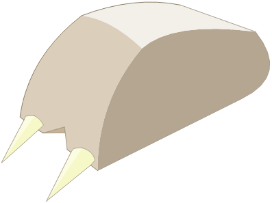 Patte d\'ours
