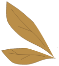 Ailes de Scarafeuille Blanc
