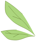 Ailes de Scarafeuille Vert