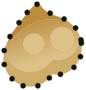 Testicules du Tanukouï San