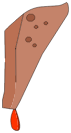Langue de Croc Gland
