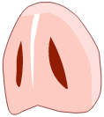Groin du Sanglier