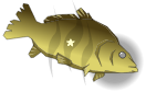Salace de poissons empoisonnée