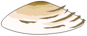 Chapignon