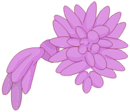 Pompocoiffe