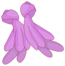 Pompocape
