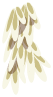 Kwape du Vent