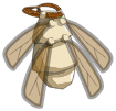 Scaracape Blanche
