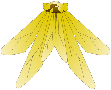 Scaracape Dorée