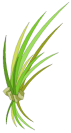Herbe curative