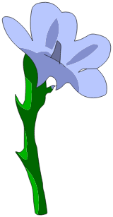 Fleur de Dzibi