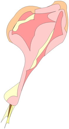 Cuisse malodorante de Bouftou