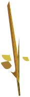 Lin
