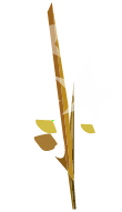 Lin Tempête