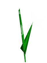 Chanvre Euphorique