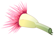 Fleur de Kaliptus