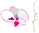 Orchidée Freyesque