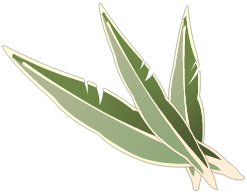 Feuille de Kaliptus