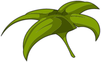 Bractée de Chiendent