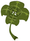 Vieux Trèfle à 4 feuilles