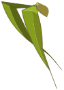 Feuille de Bambouto