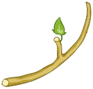 Bois élastique