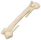 Tibia de Koalak Fossoyeur