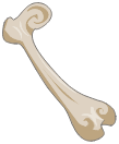 Fémur du Minotoror