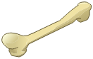 Fémur du Minotot
