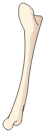 Fémur de Sphincter Cell