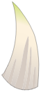 Dent de Rat Blanc