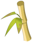 Ambre de Bambouto