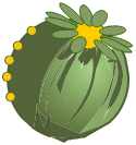Graine de Pavot