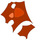 Peau de Tanukouï San