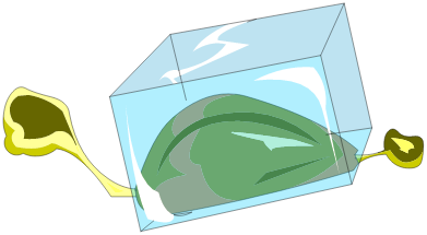 Viande d\'Oiseau Conservée **