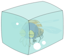 Chair d\'Insecte Conservée