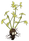Bulbambou