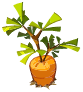 Cawotte