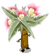 Kaliptus Ensorcelé
