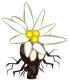 Bulbedelweiss