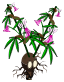 Bulbichanvre