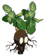 Bulbimenthe
