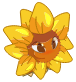 Petit Tournesol Sauvage