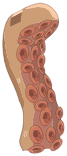 Tentacule Primaire